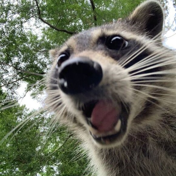 Meet your Posher, Mira - Picture 1 of 1